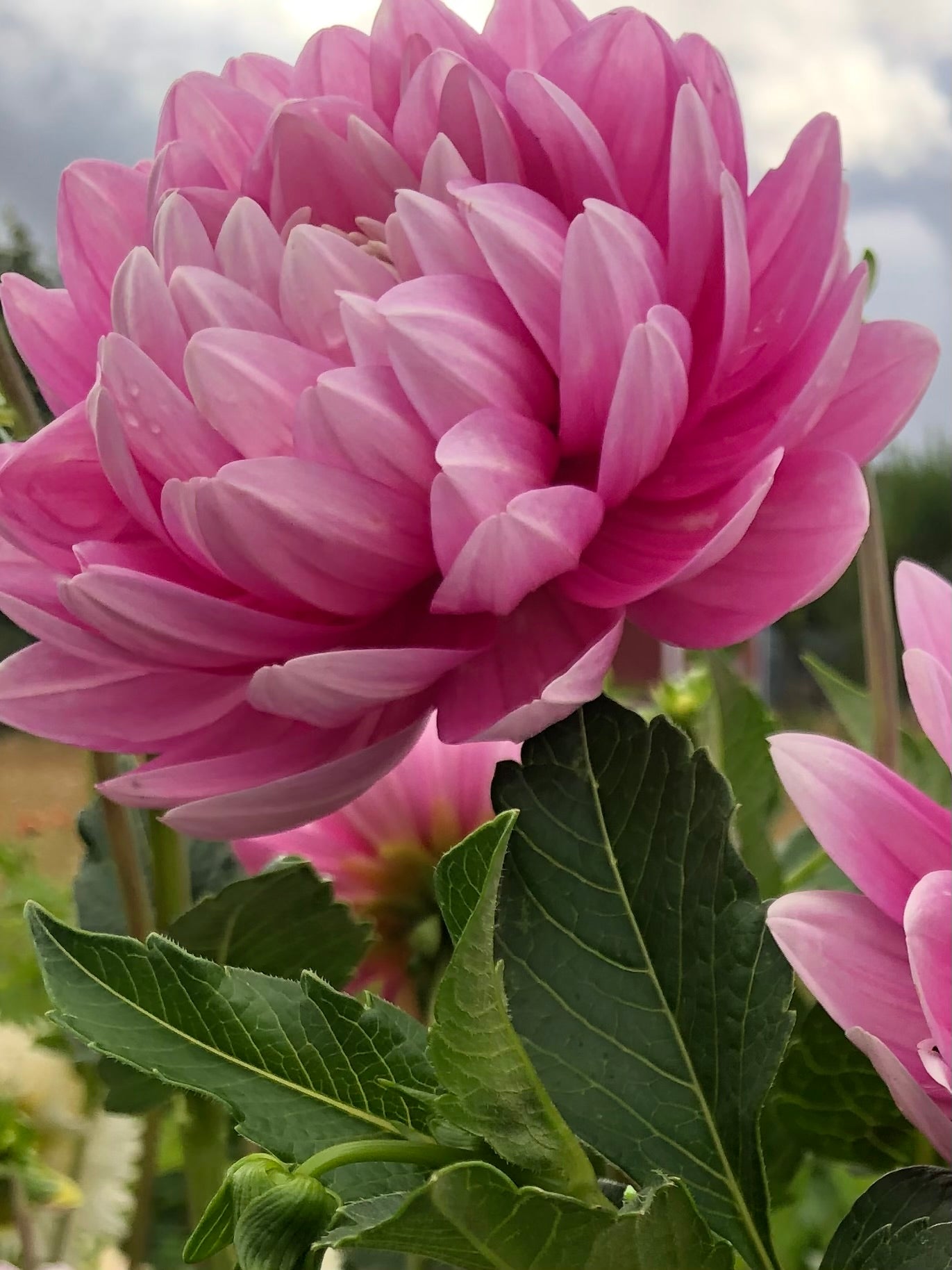 Hollyhill Pink Parfait