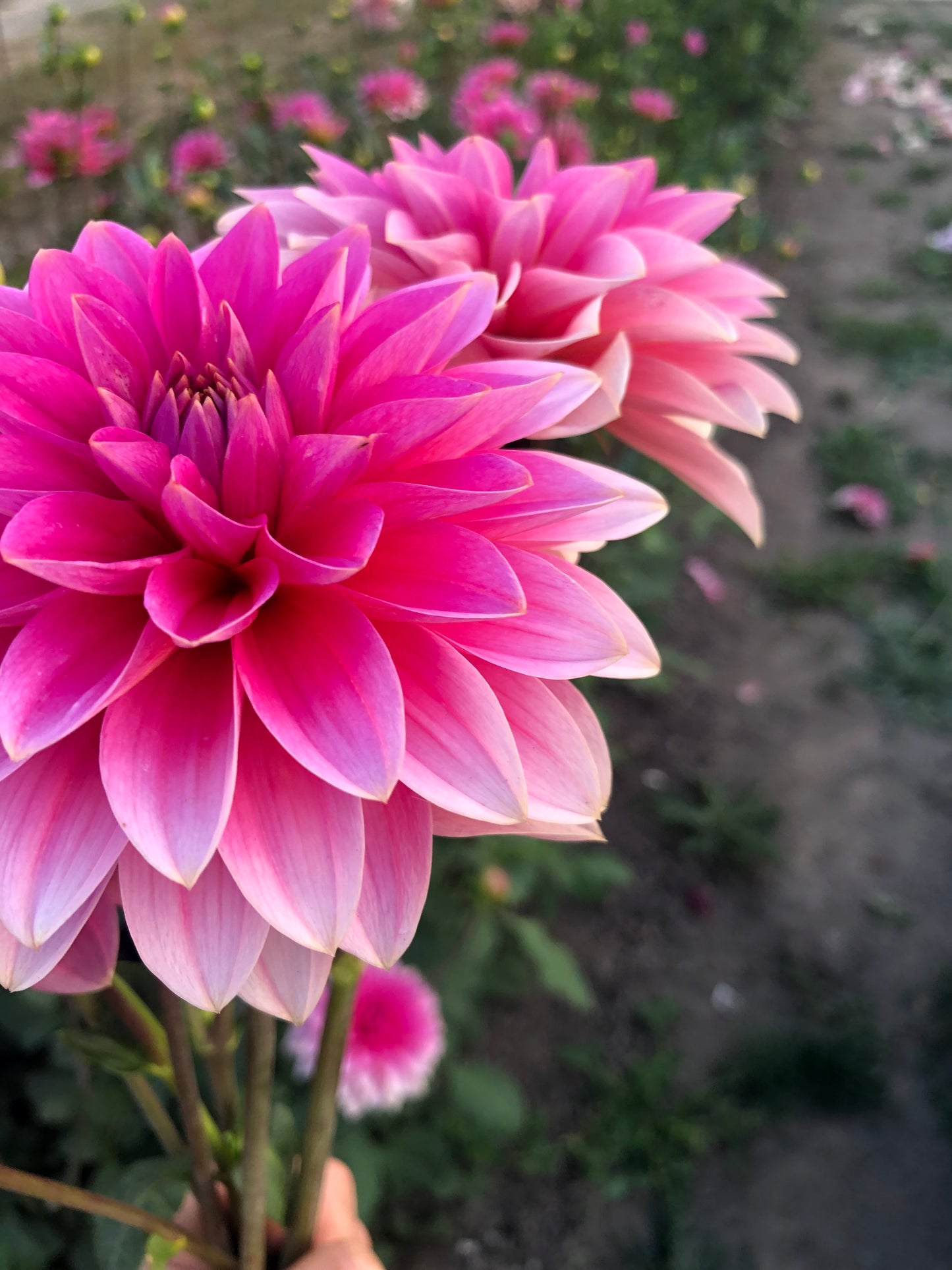 *NEW RELEASE 2026* FFF Pinky Promise - Limit 1 per household