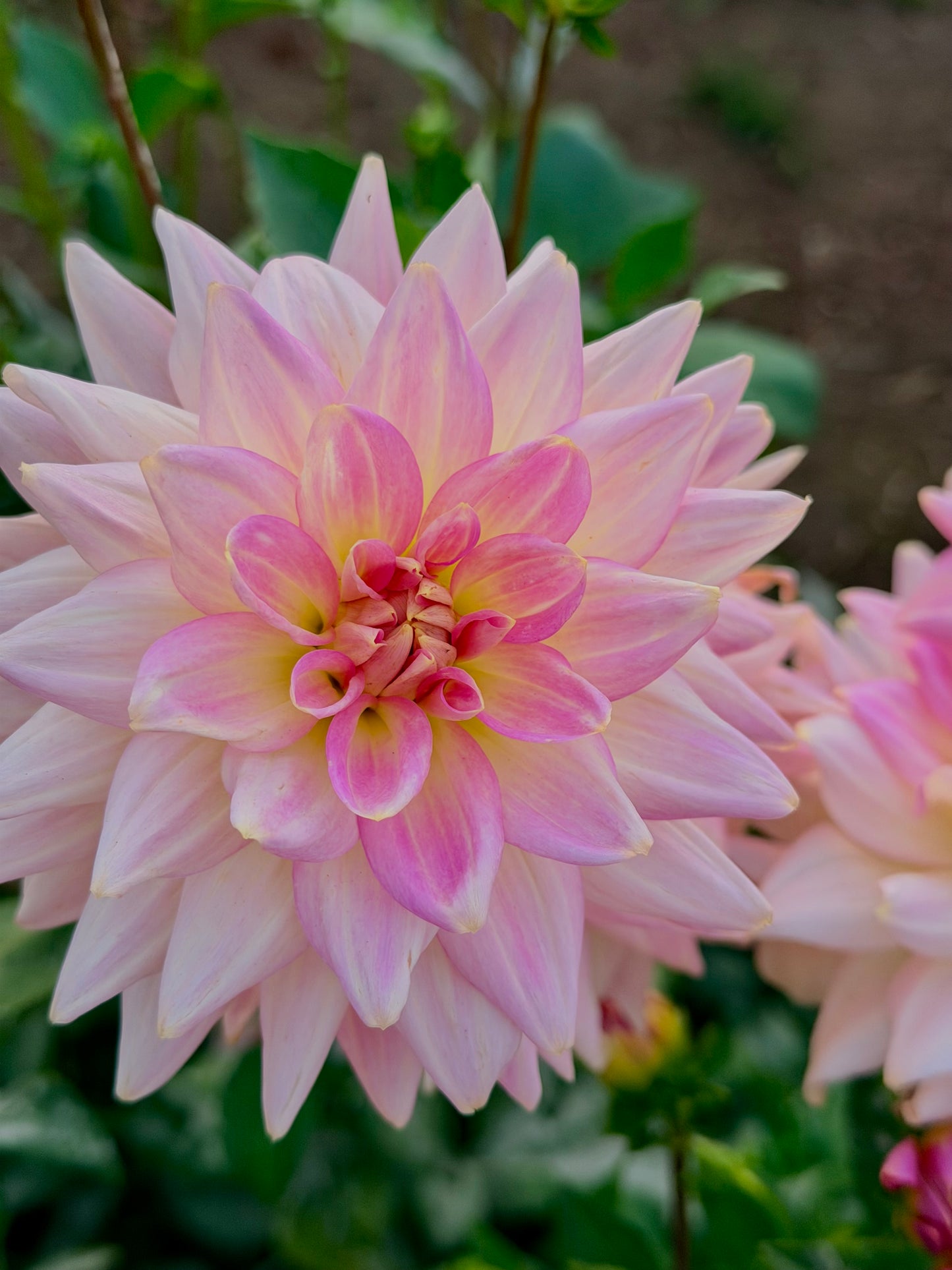 Lee's Grand Budapest