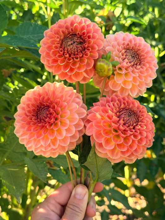 20th Avenue Softer Peach