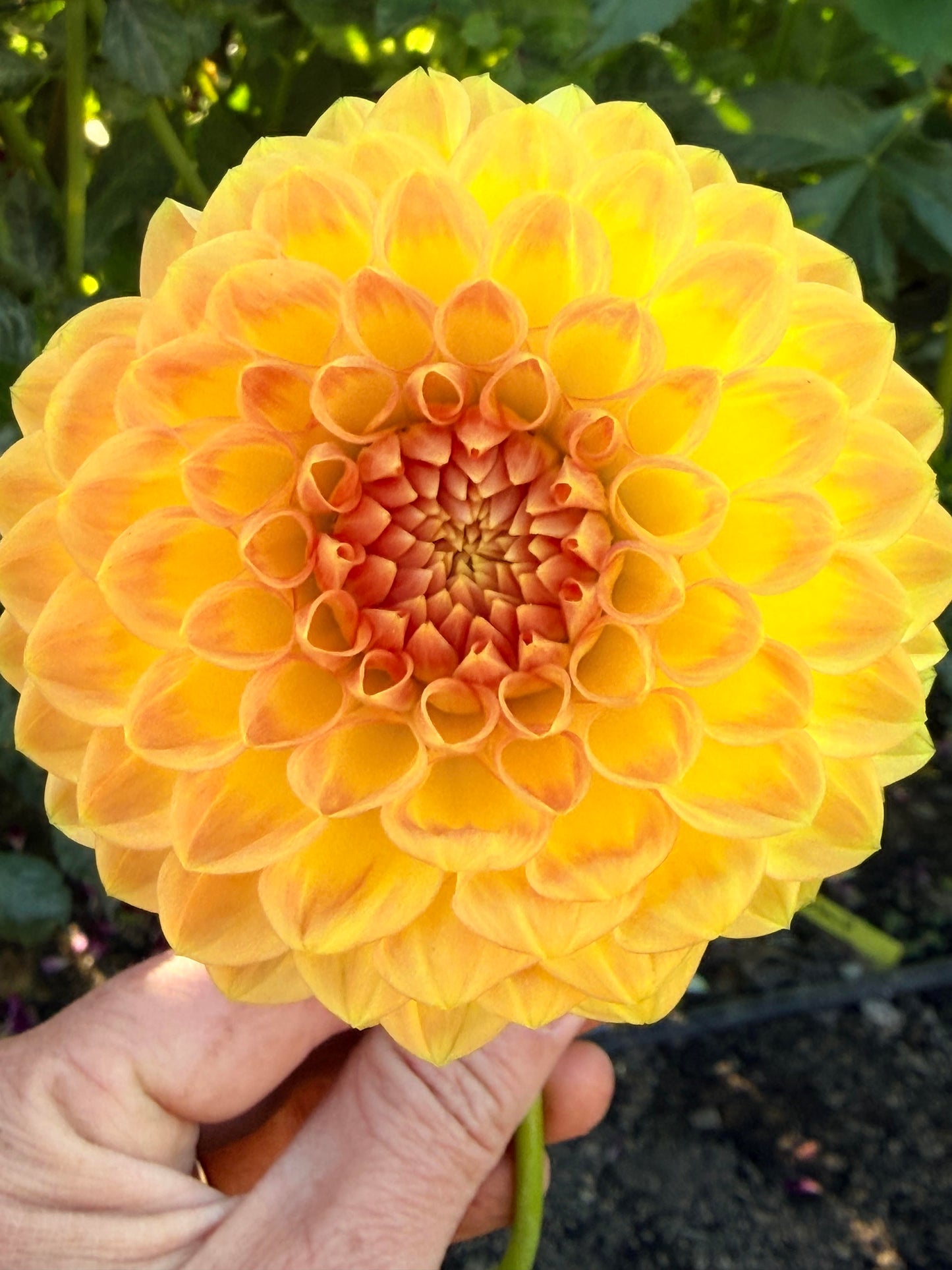Blyton's Softer Gleam