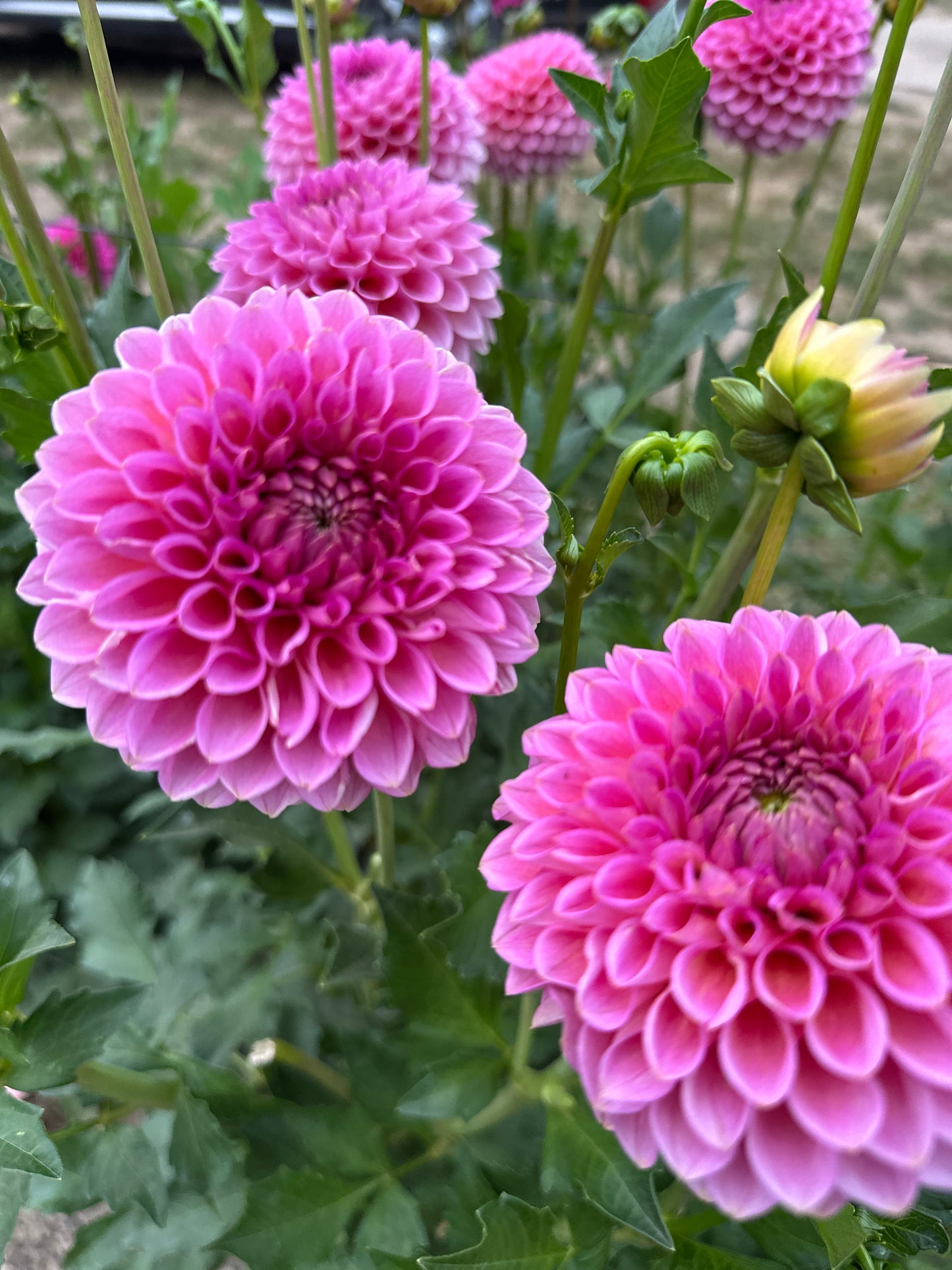 Westerton Pearl