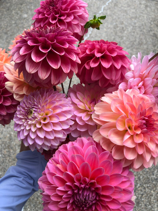 BULK TUBERS Growers Choice (12 Tubers)