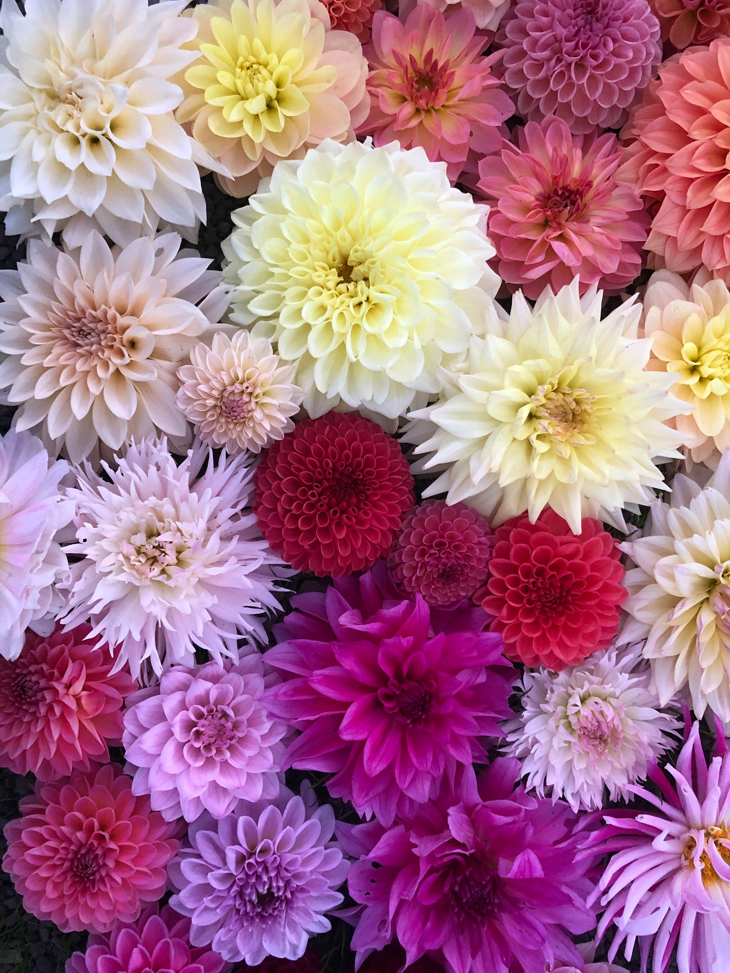 BULK TUBERS Growers Choice (12 Tubers)