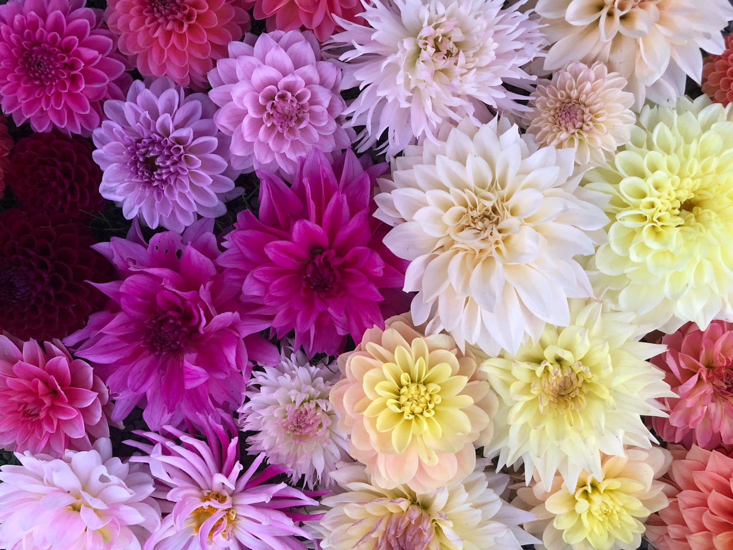 BULK TUBERS Growers Choice (50 tubers)