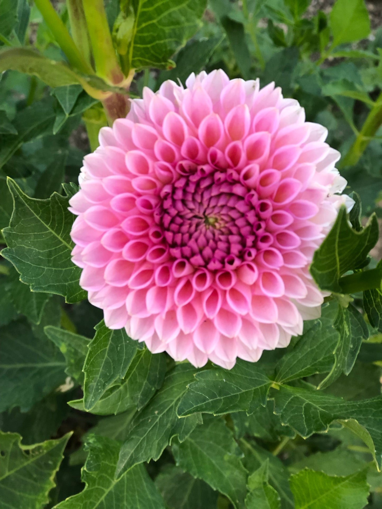 Westerton Pearl