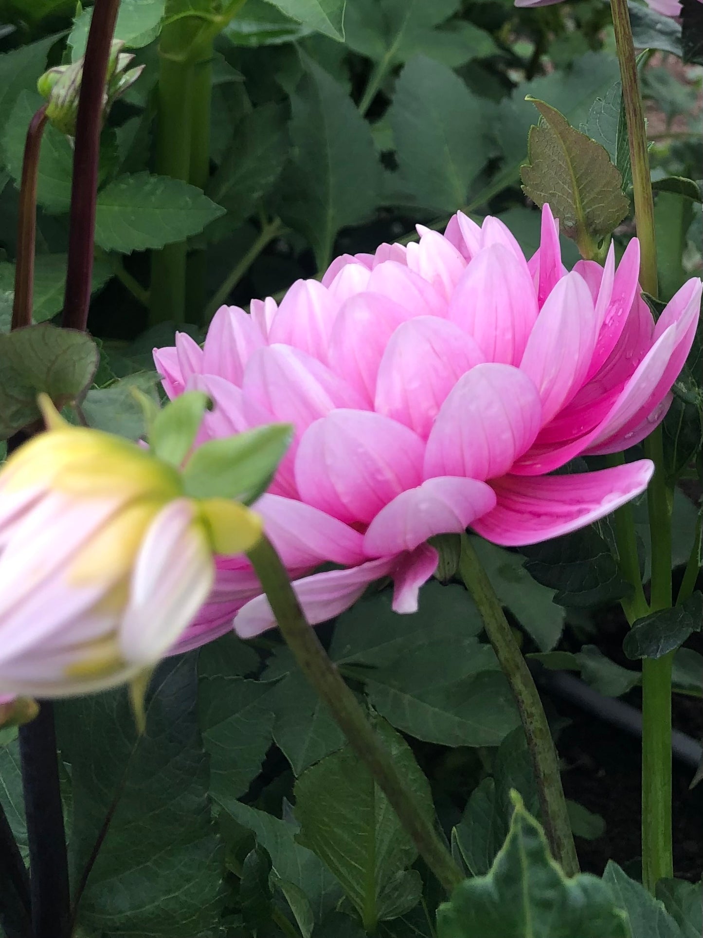 Hollyhill Pink Parfait