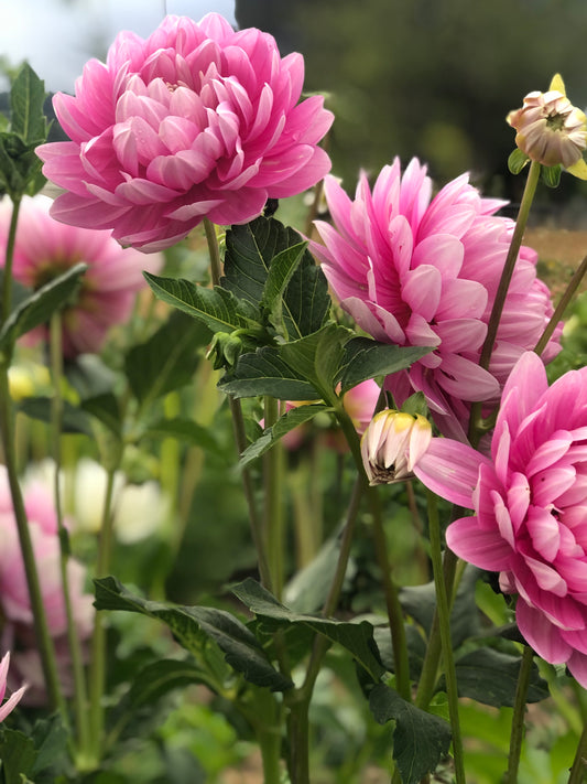 Hollyhill Pink Parfait