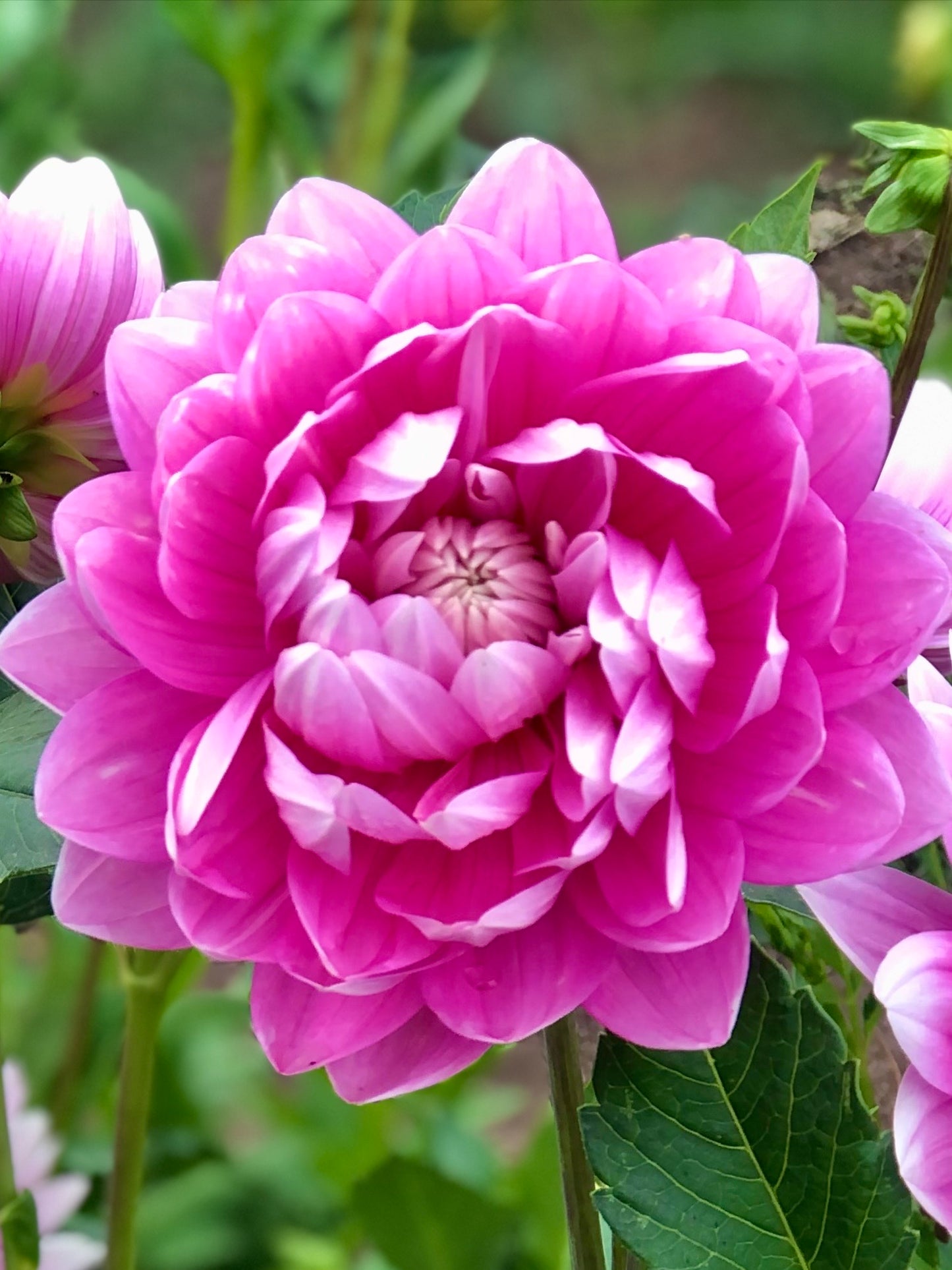 Hollyhill Pink Parfait