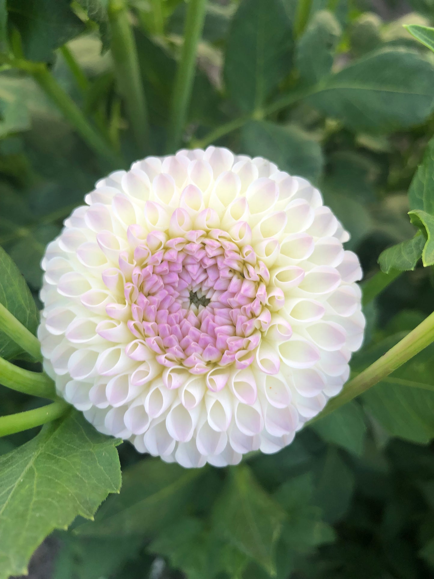 Hollyhill Miss White