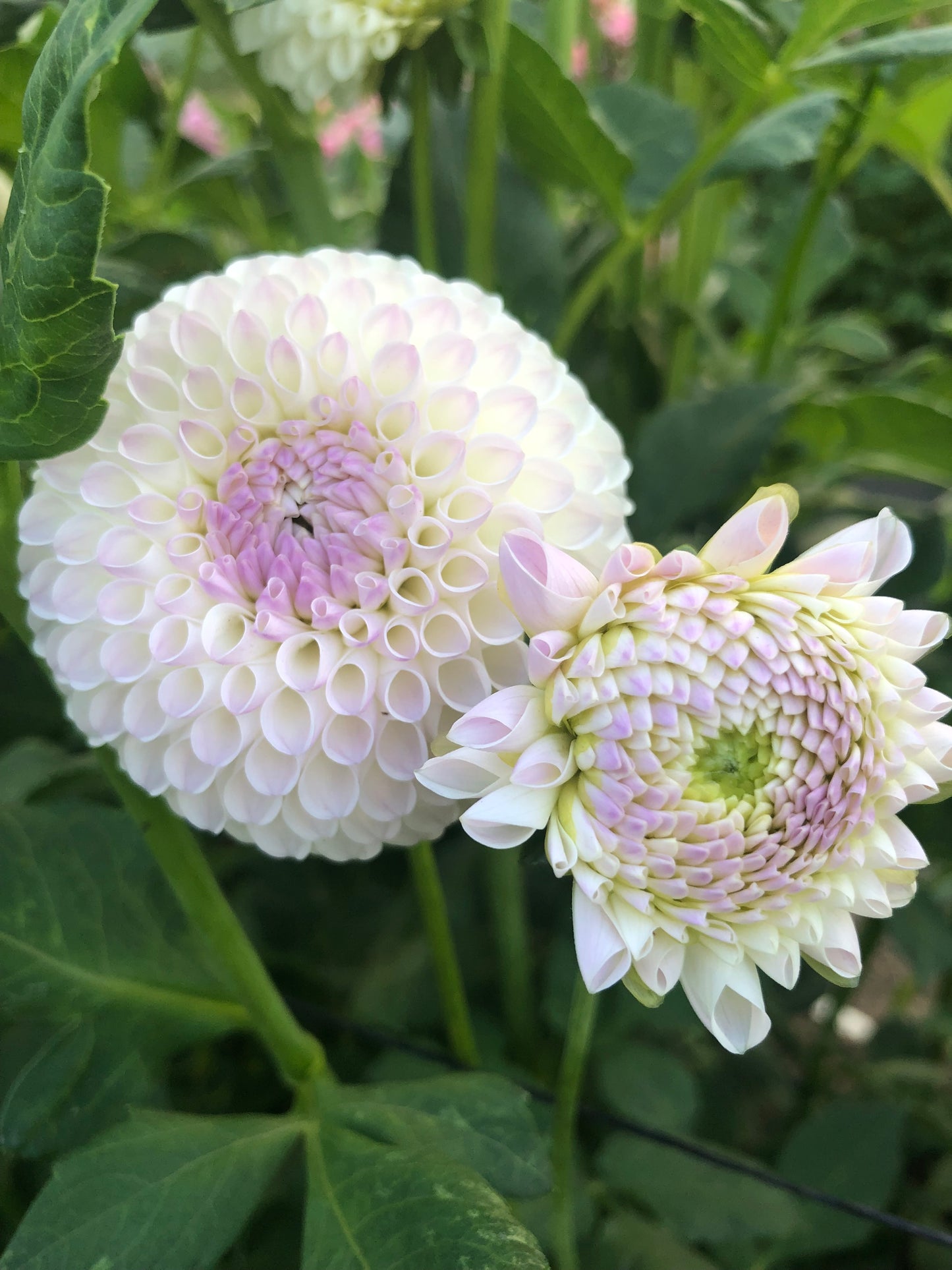 Hollyhill Miss White