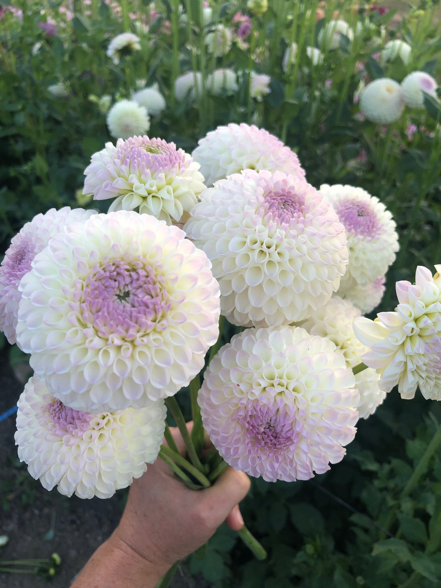 Hollyhill Miss White