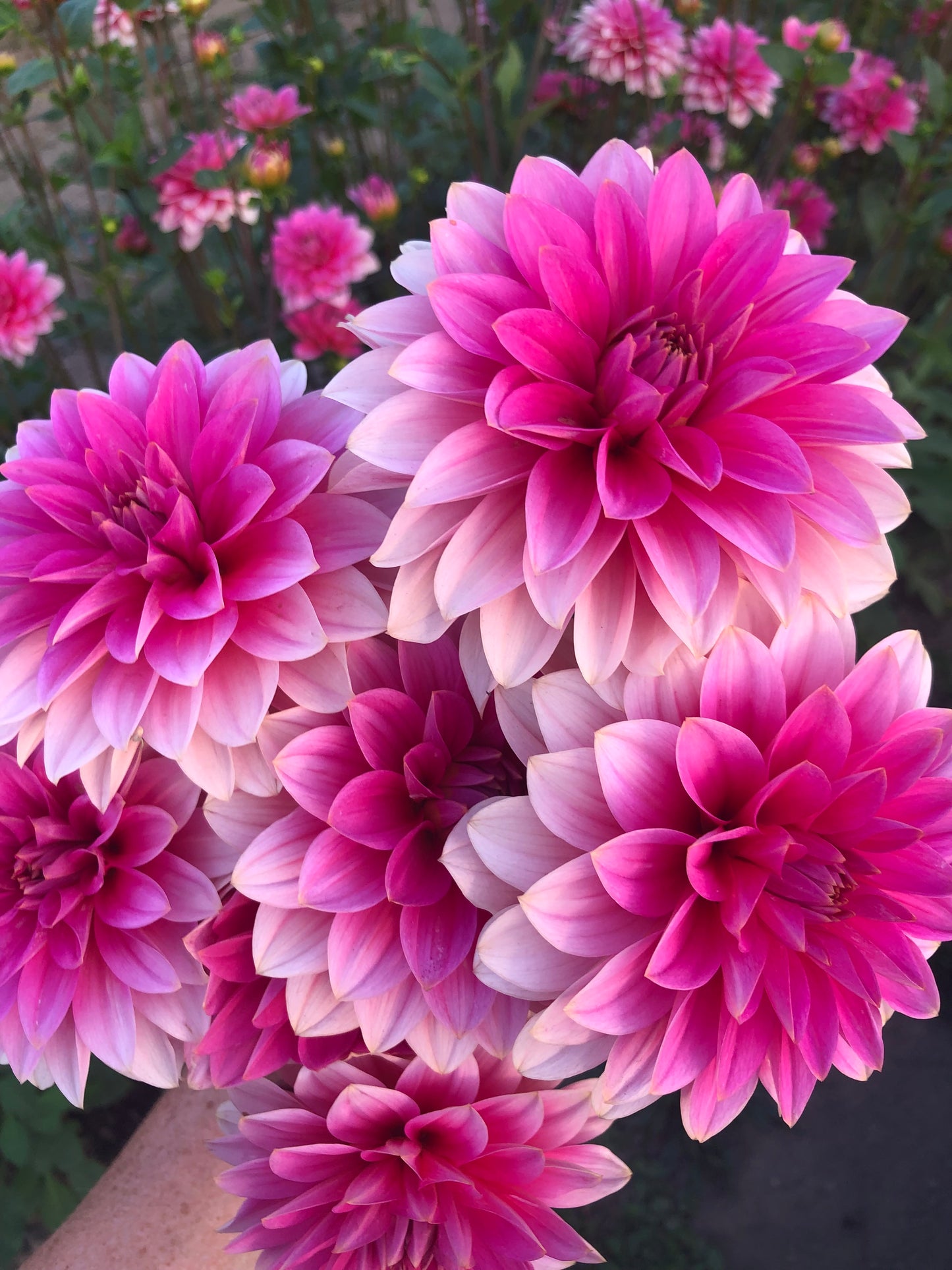 *NEW RELEASE 2026* FFF Pinky Promise - Limit 1 per household