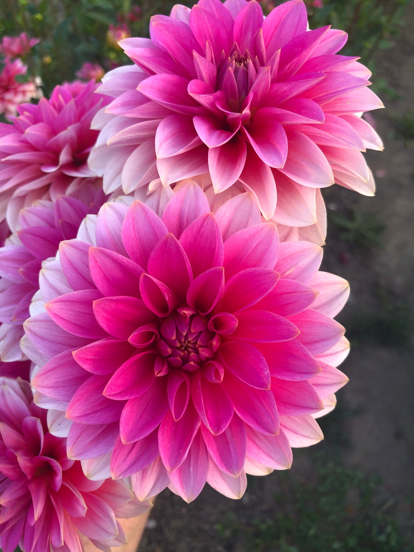 *NEW RELEASE 2026* FFF Pinky Promise - Limit 1 per household