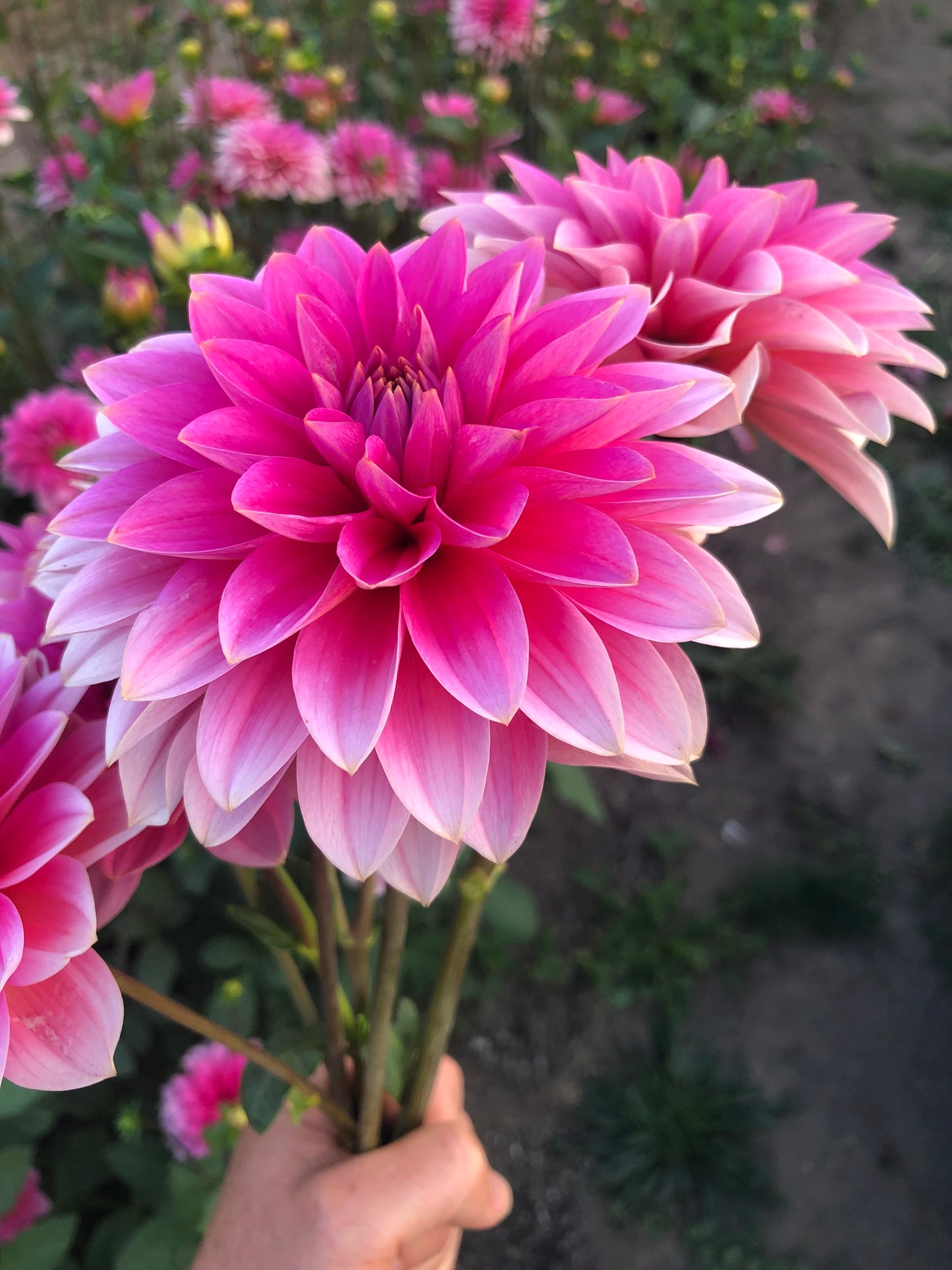 *NEW RELEASE 2026* FFF Pinky Promise - Limit 1 per household