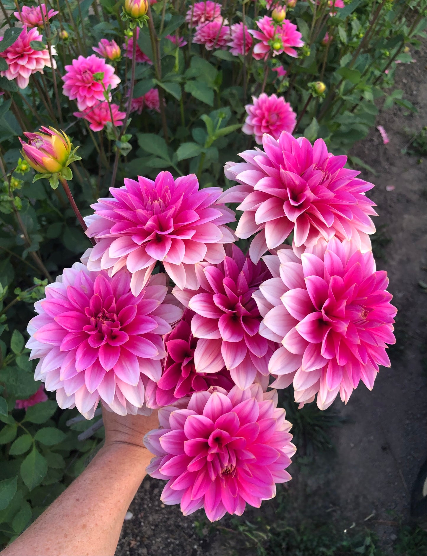 *NEW RELEASE 2026* FFF Pinky Promise - Limit 1 per household