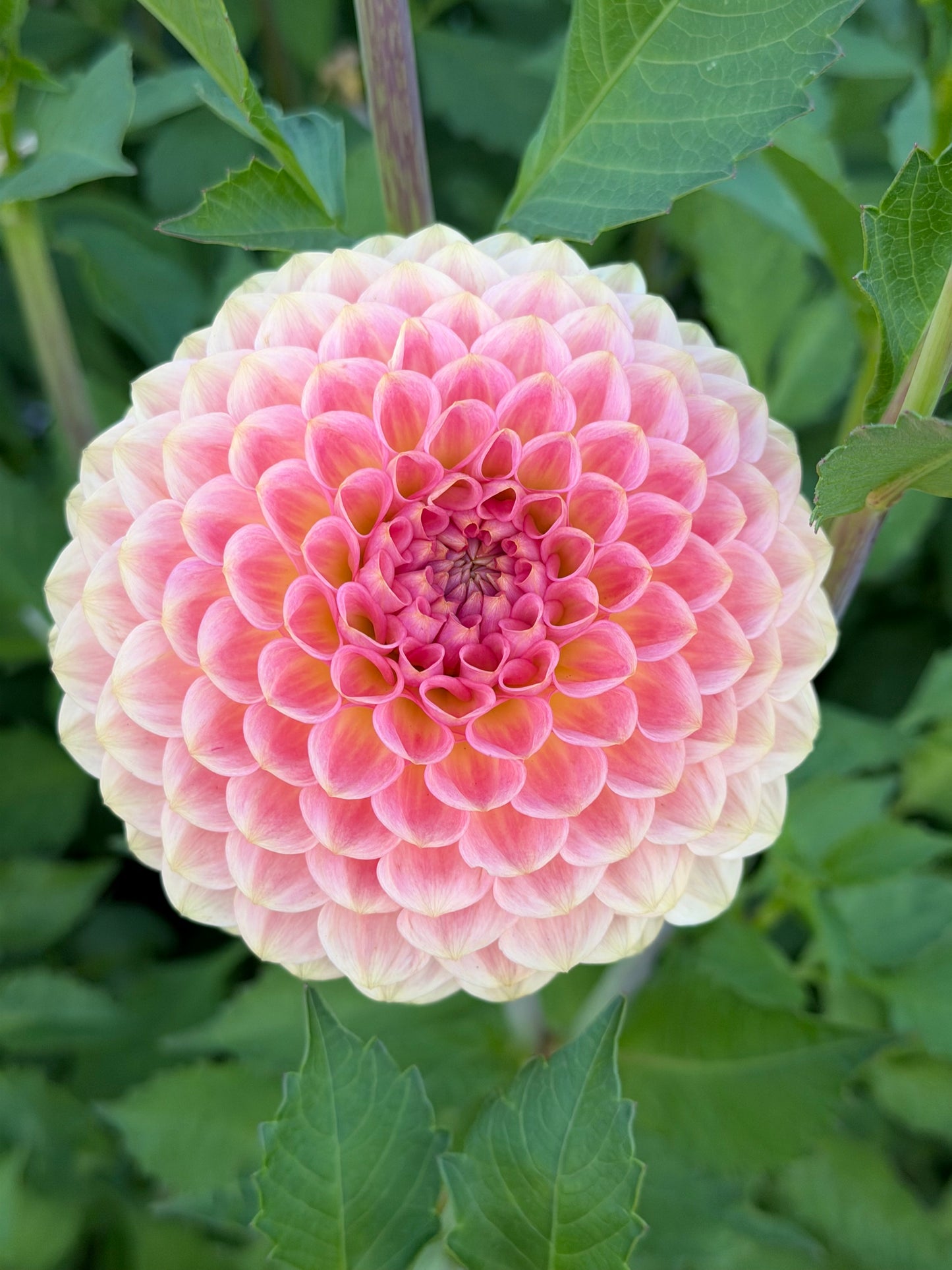 20th Avenue Softer Peach