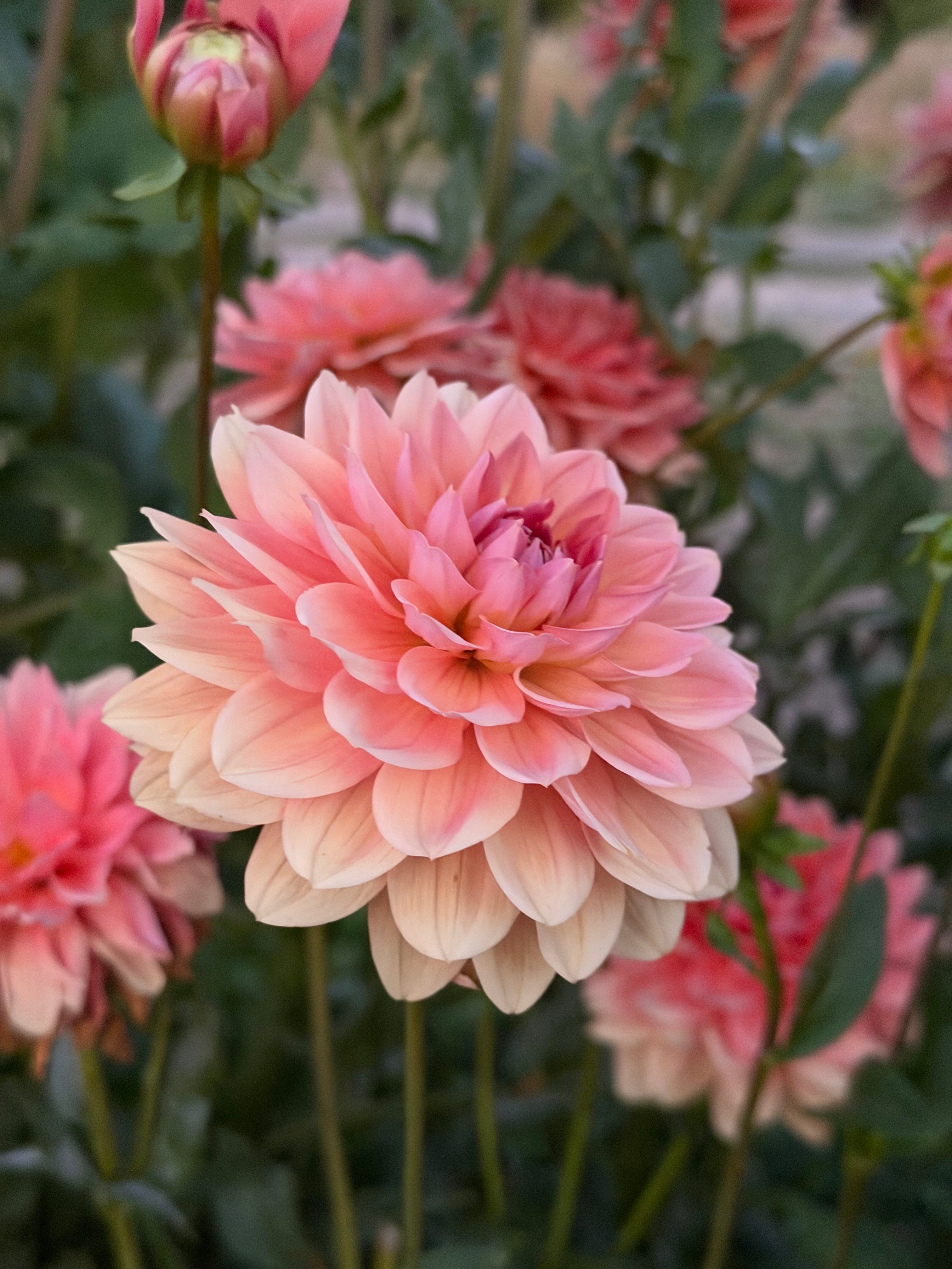 NEW RELEASE 2026* FFF Peach Kiss - LIMIT 1 per household