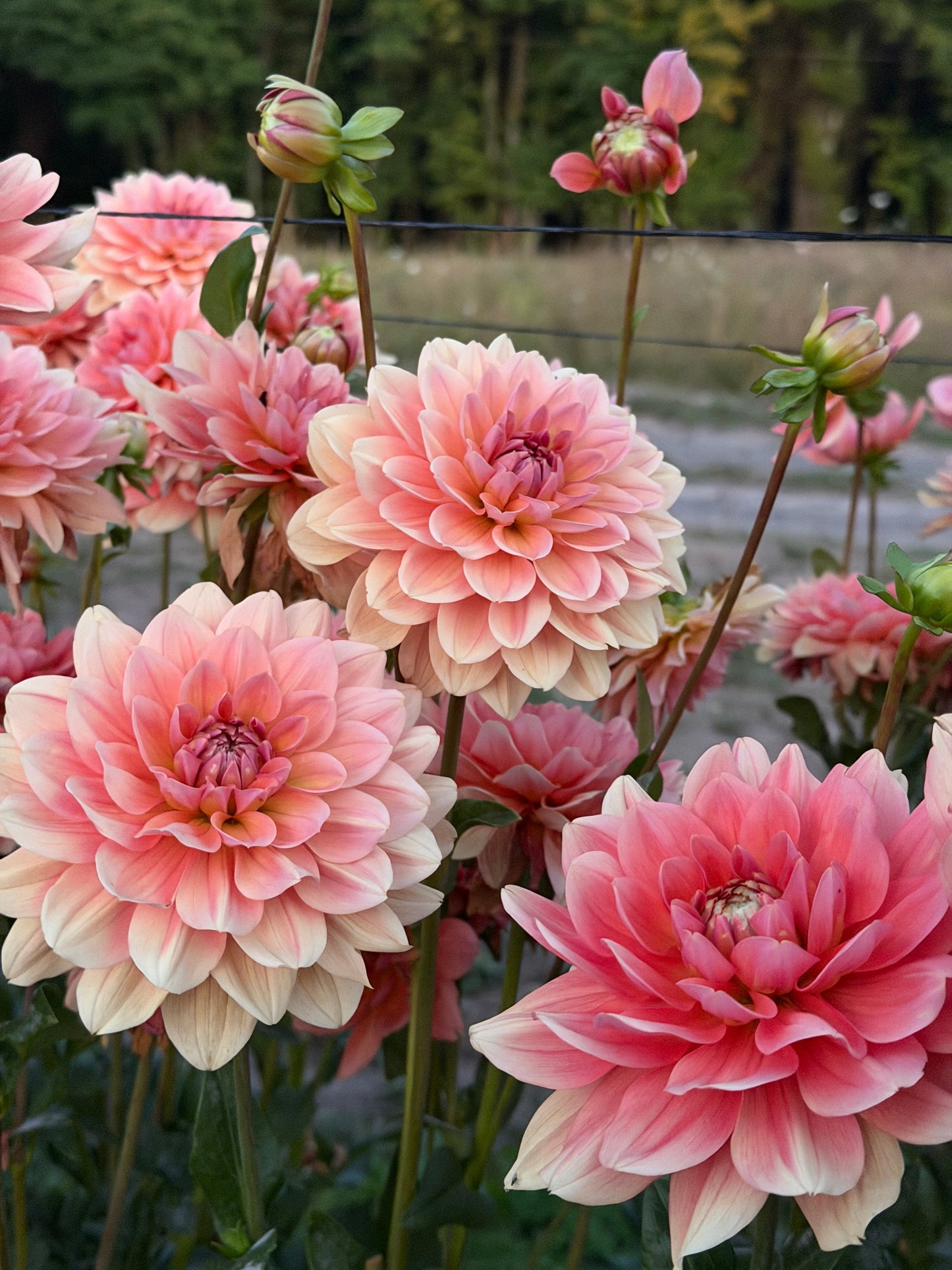 *NEW RELEASE 2026* FFF Peach Kiss - LIMIT 1 per household