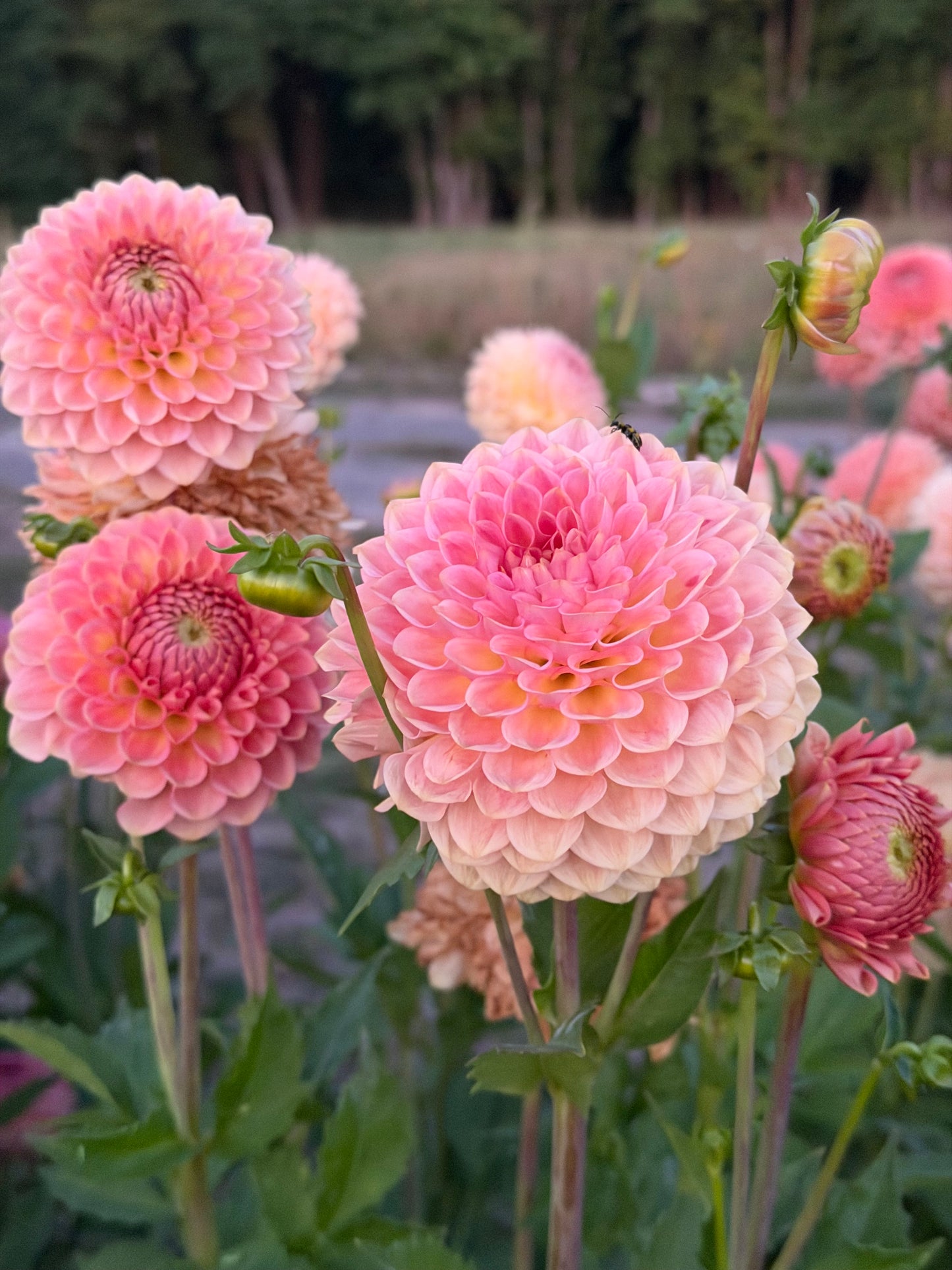 20th Avenue Softer Peach