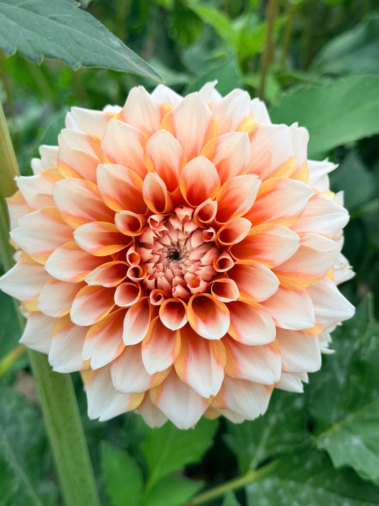 Hollyhill Orange Ice