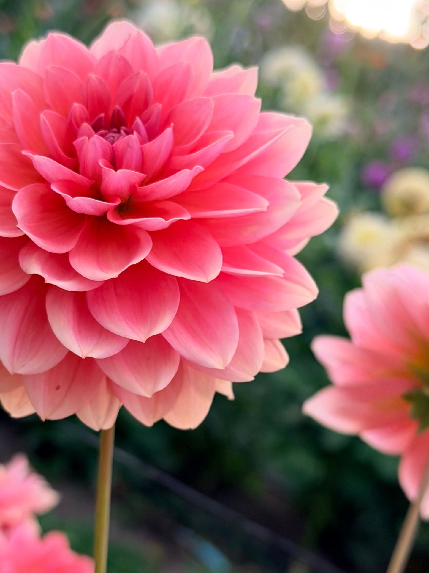 *NEW RELEASE 2026* FFF Peach Kiss - LIMIT 1 per household