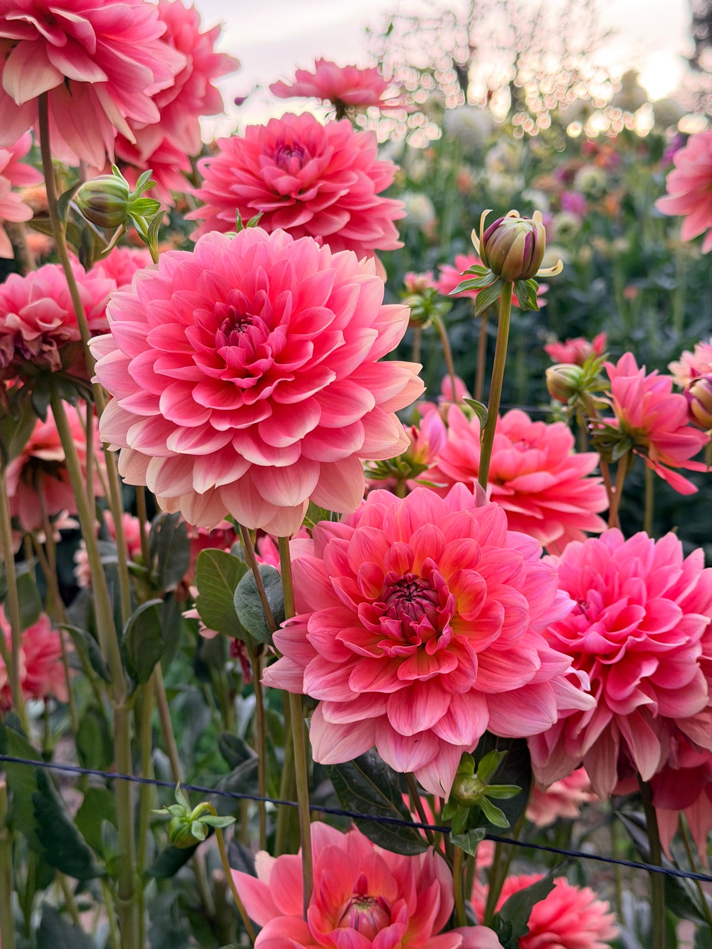 *NEW RELEASE 2026* FFF Peach Kiss - LIMIT 1 per household