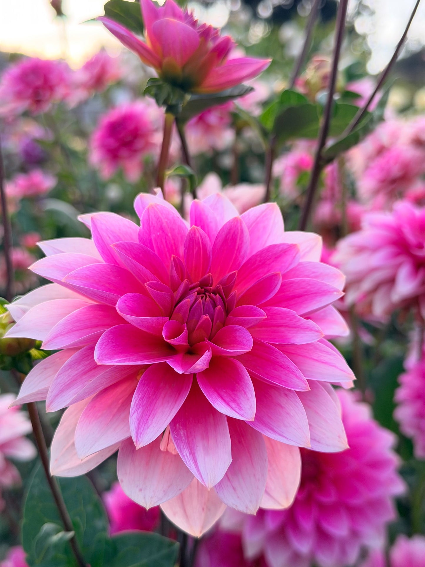 *NEW RELEASE 2026* FFF Pinky Promise - Limit 1 per household