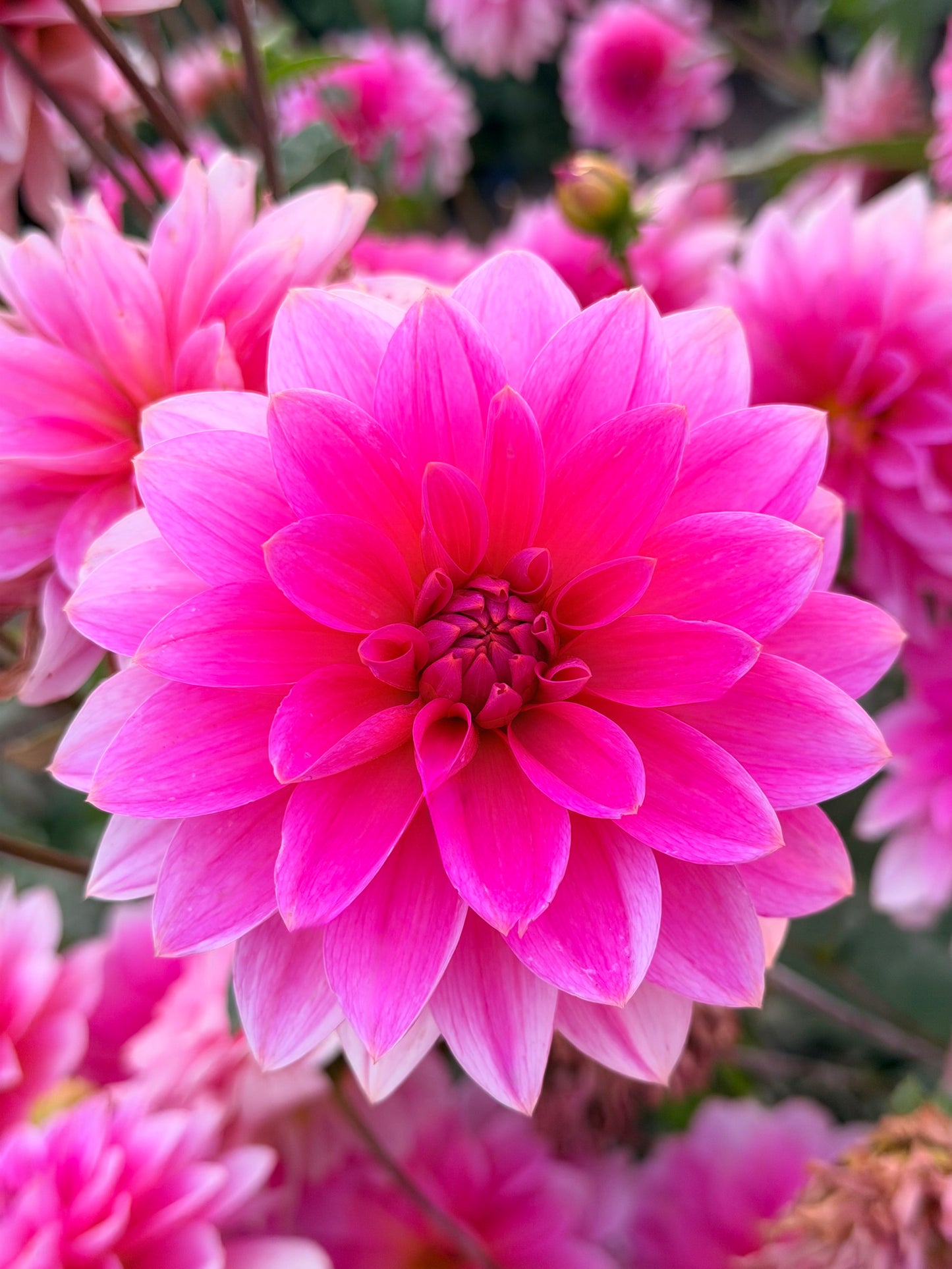 *NEW RELEASE 2026* FFF Pinky Promise - Limit 1 per household