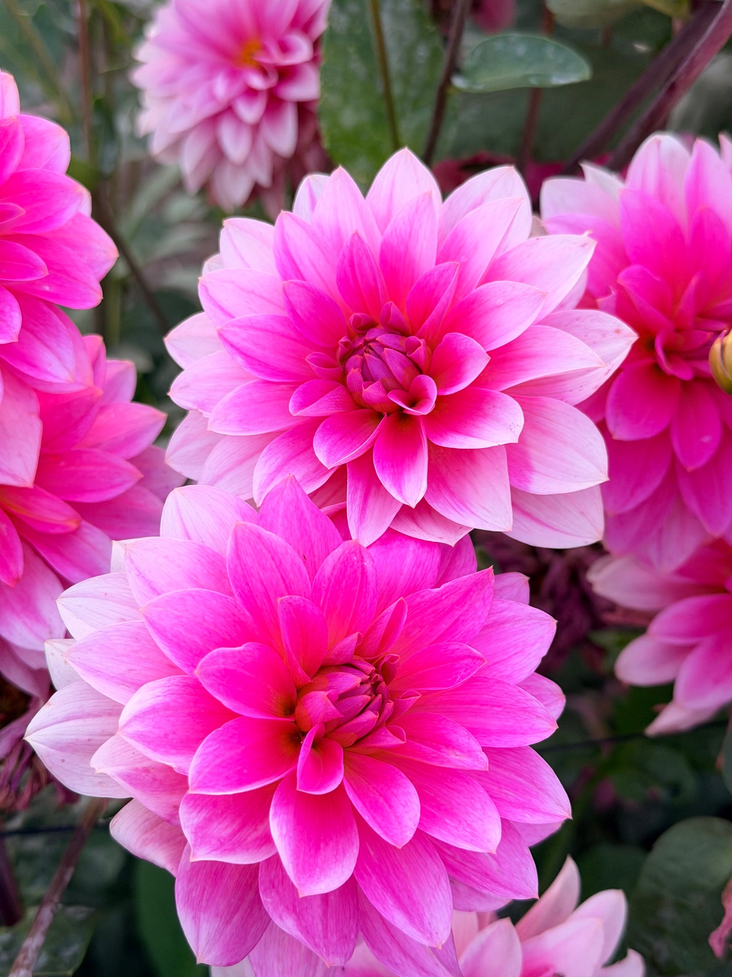 *NEW RELEASE 2026* FFF Pinky Promise - Limit 1 per household