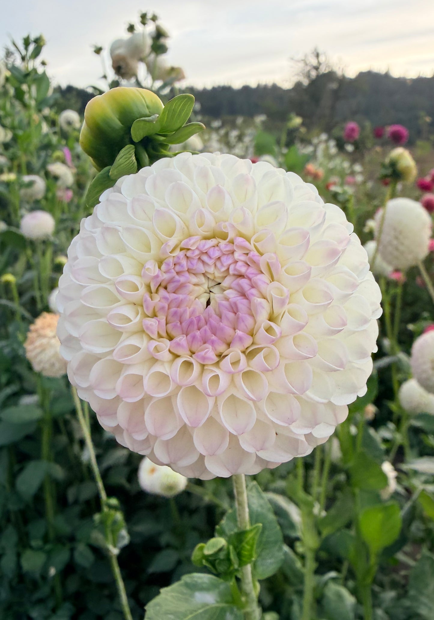 Hollyhill Miss White