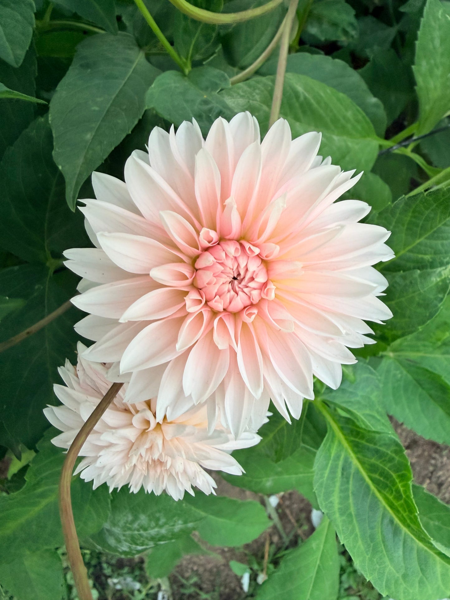 Budapest Blush