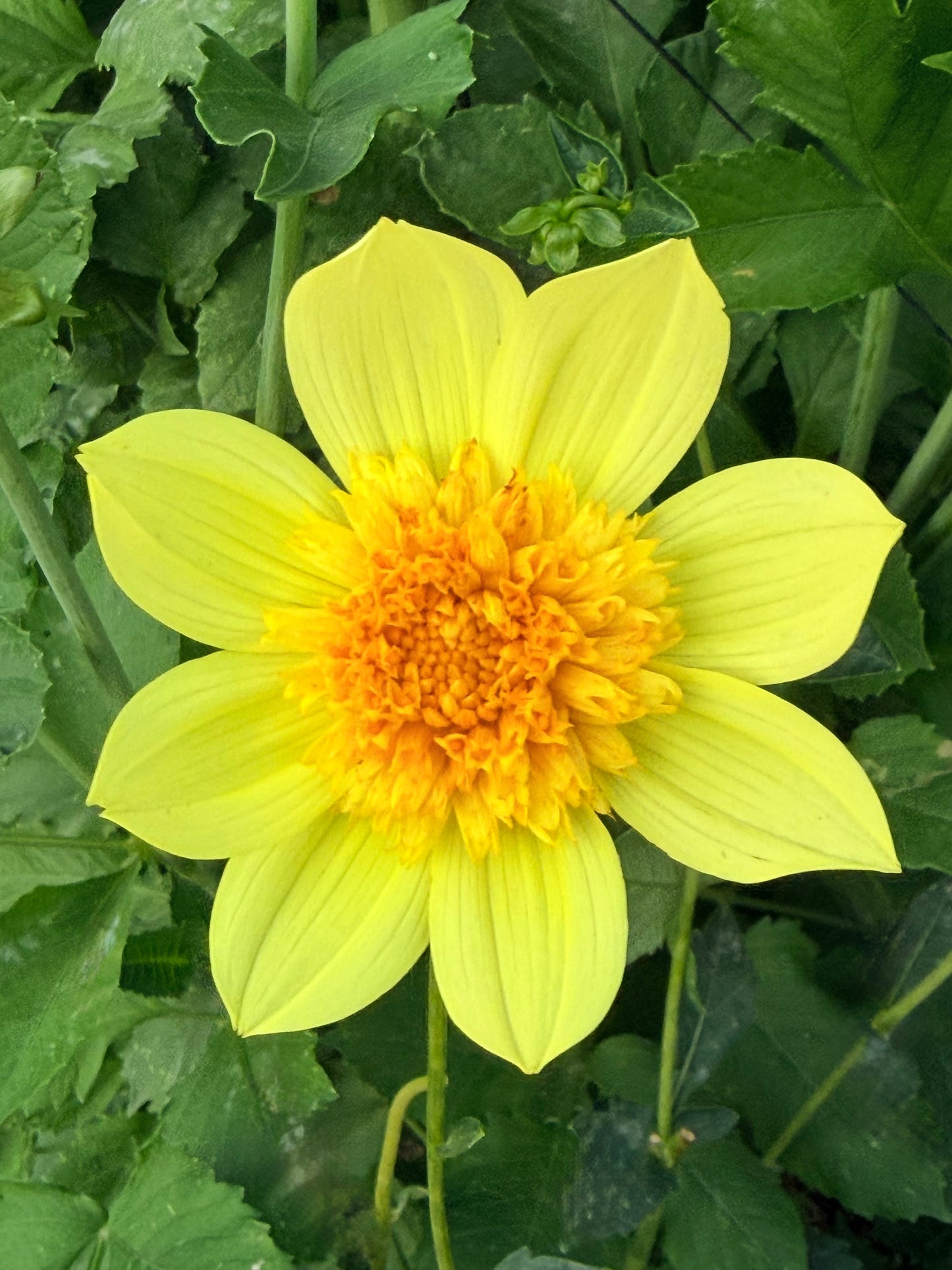 Sandia Sunbonnet