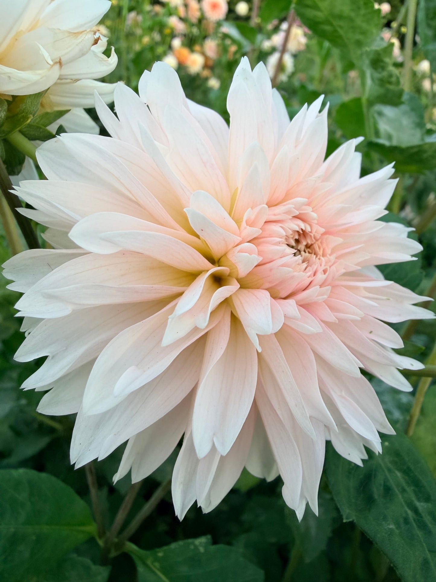 Budapest Blush