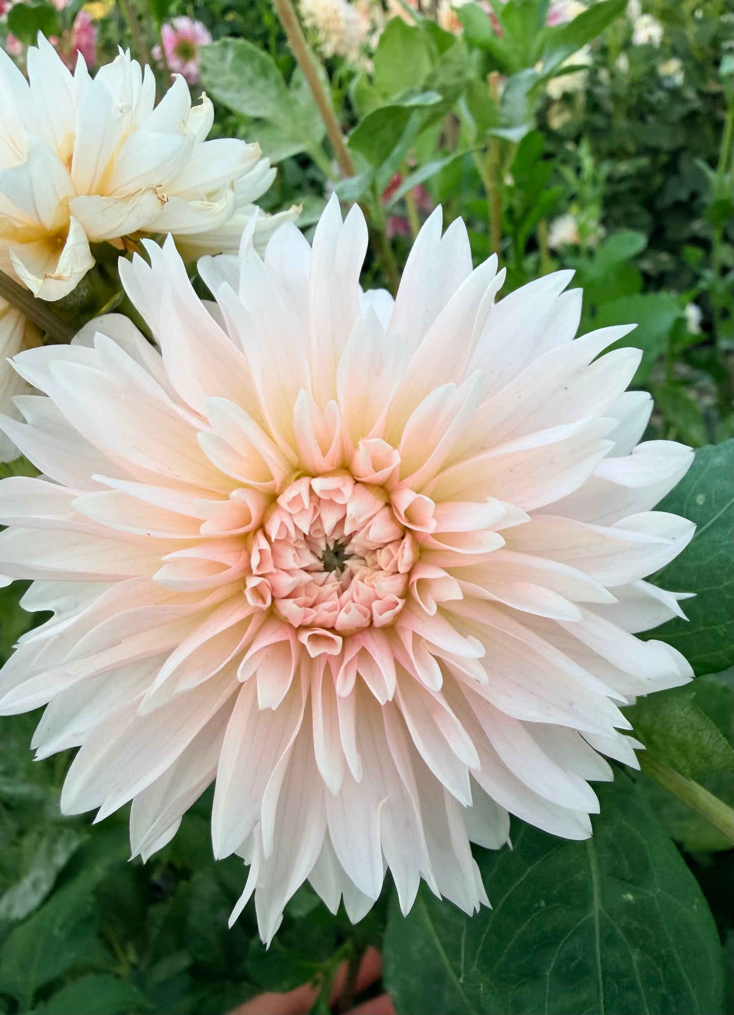 Budapest Blush