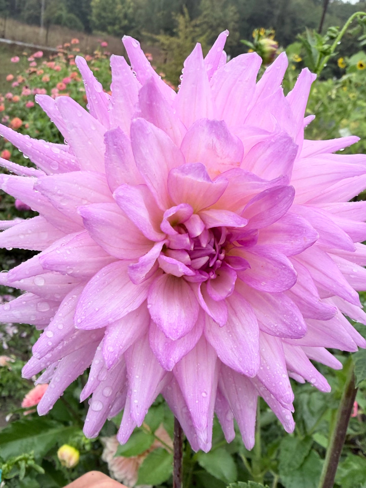 Lee's Grand Budapest