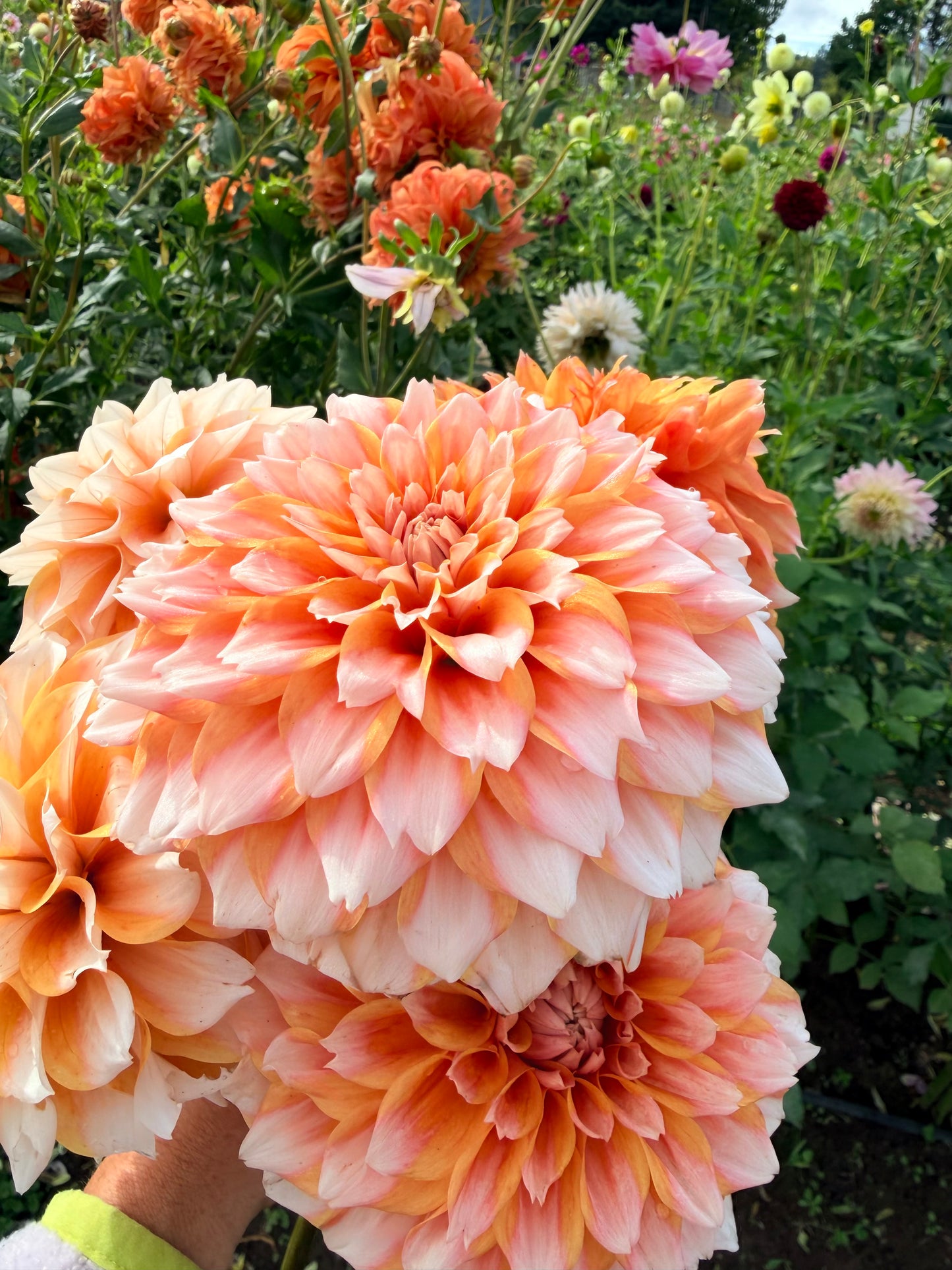 Hollyhill Orange Ice