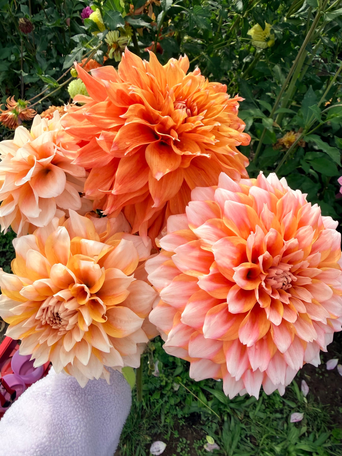 Hollyhill Orange Ice