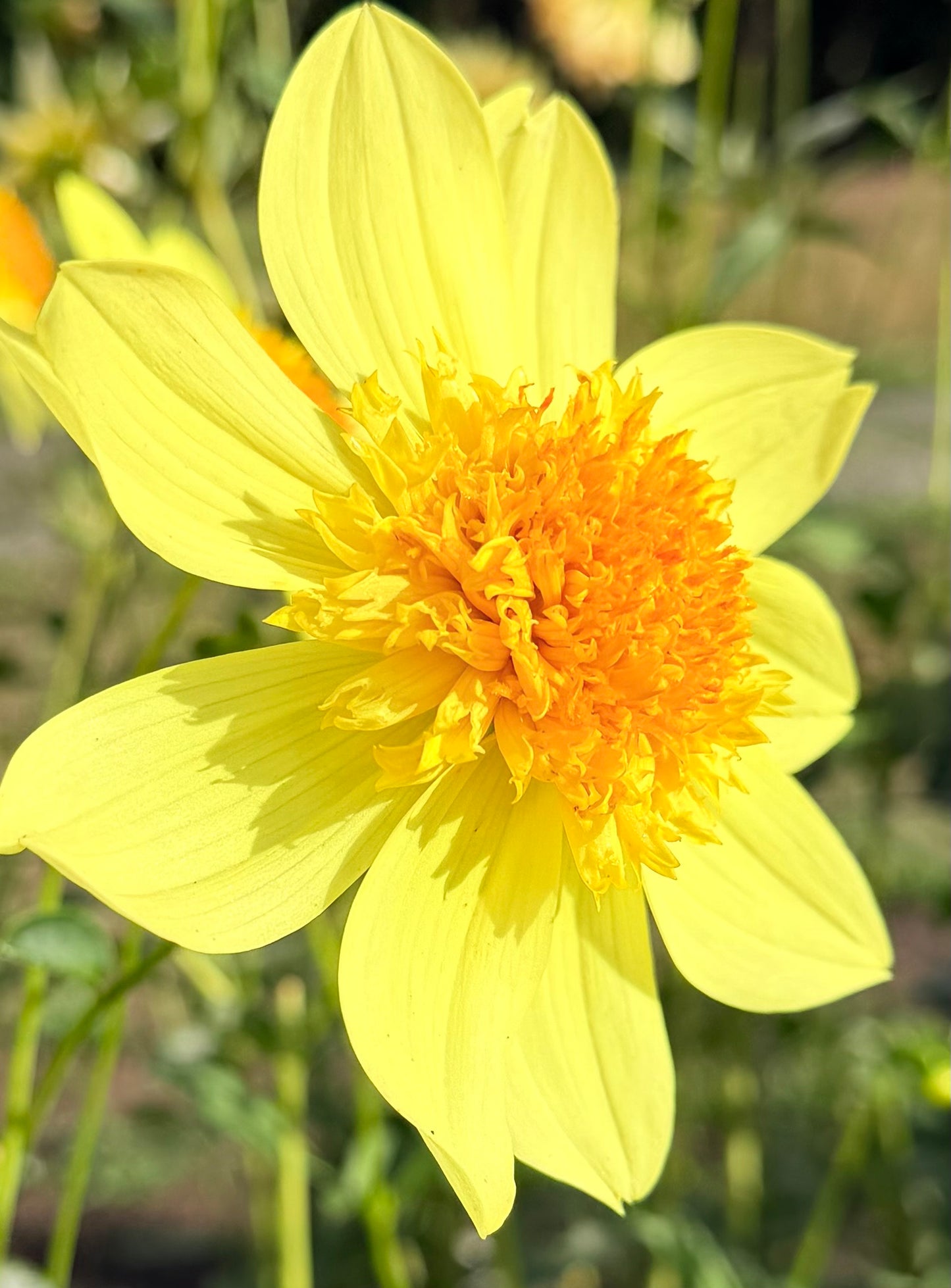 Sandia Sunbonnet