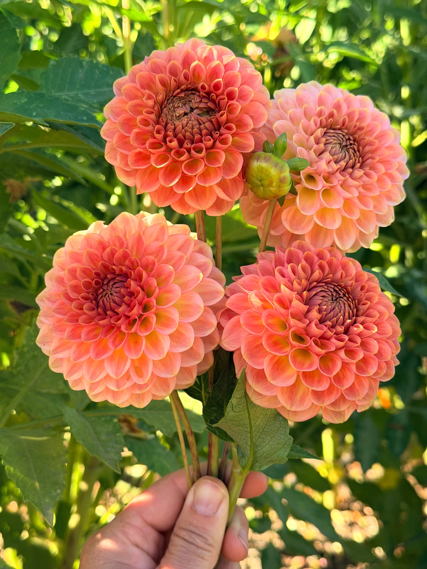 20th Avenue Softer Peach