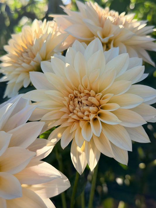 Cafe Au Lait Mini (Jolene)