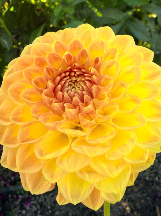 Blyton's Softer Gleam