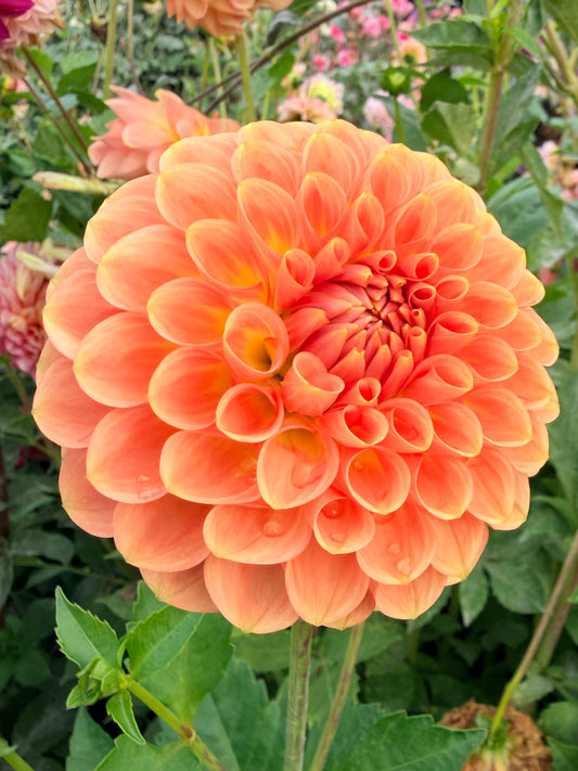 20th Avenue Softer Peach