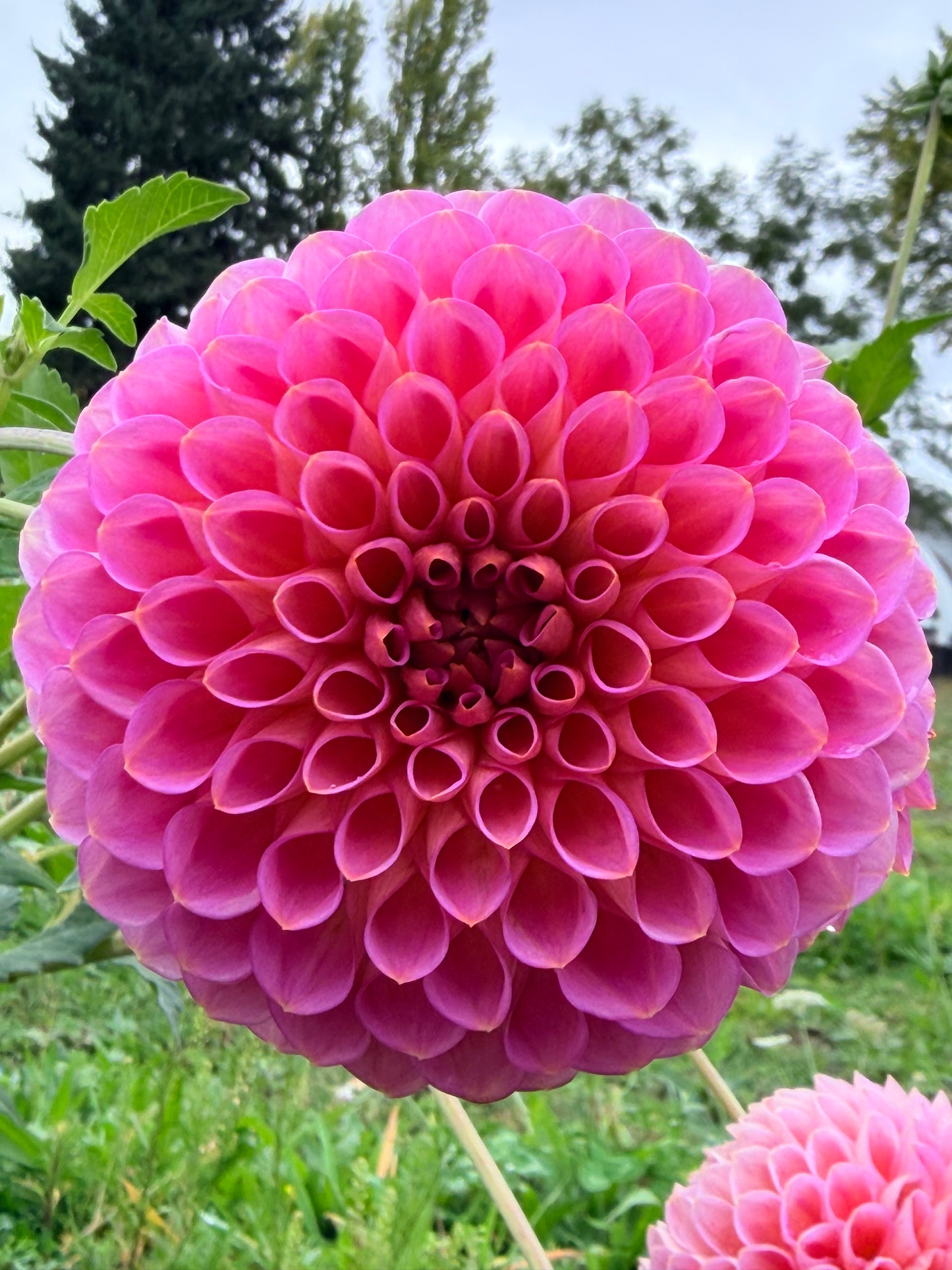 Westerton Pearl
