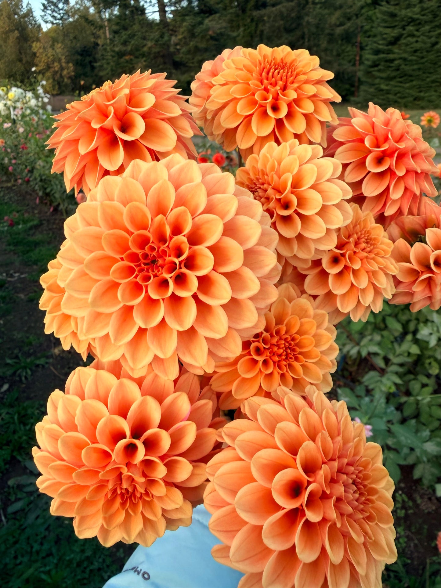 Rose Toscano