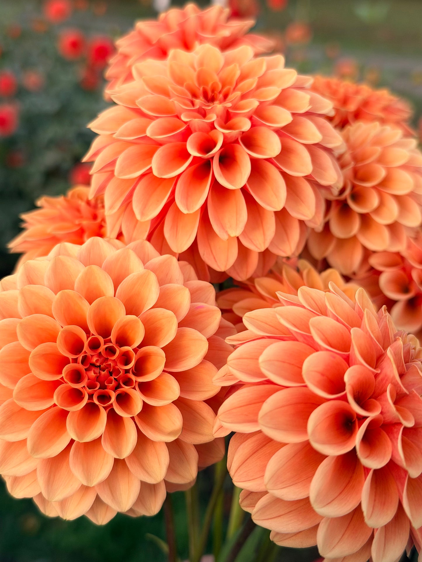 Rose Toscano