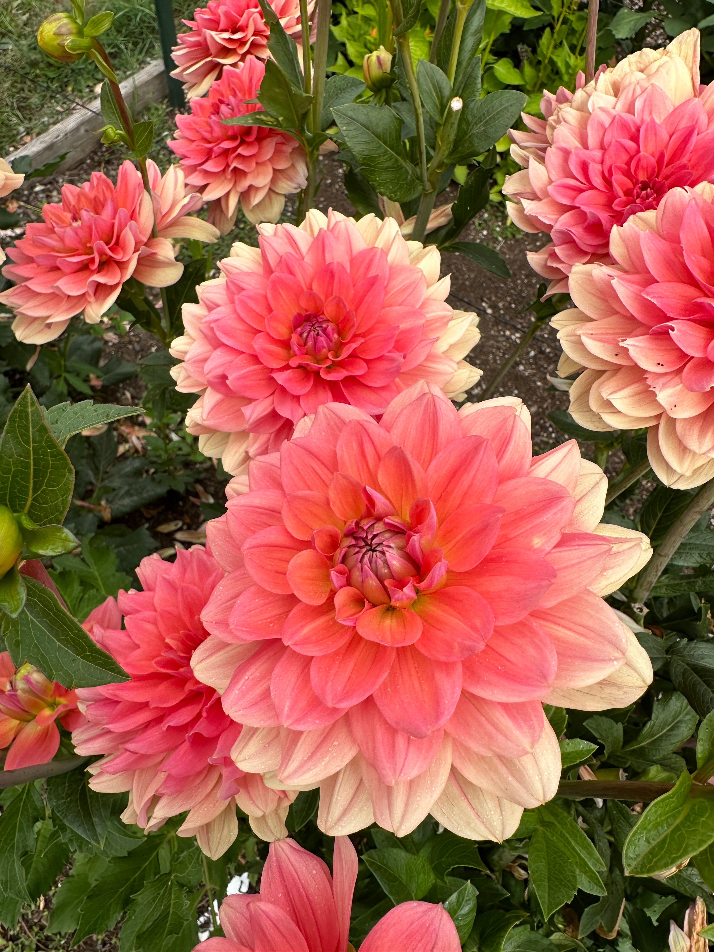 NEW RELEASE 2026* FFF Peach Kiss - LIMIT 1 per household