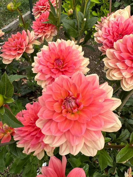 *NEW RELEASE 2026* FFF Peach Kiss - LIMIT 1 per household