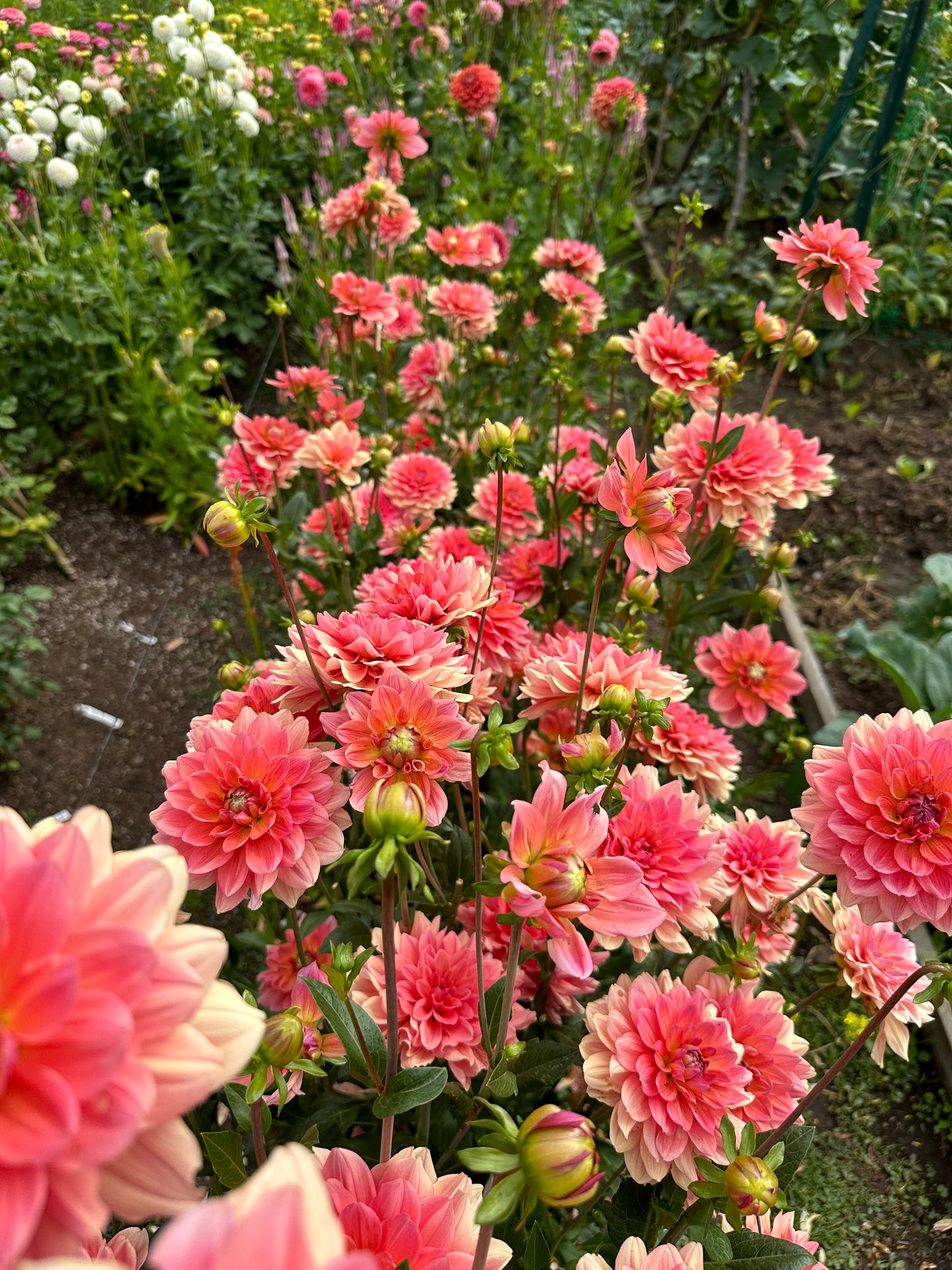 *NEW RELEASE 2026* FFF Peach Kiss - LIMIT 1 per household