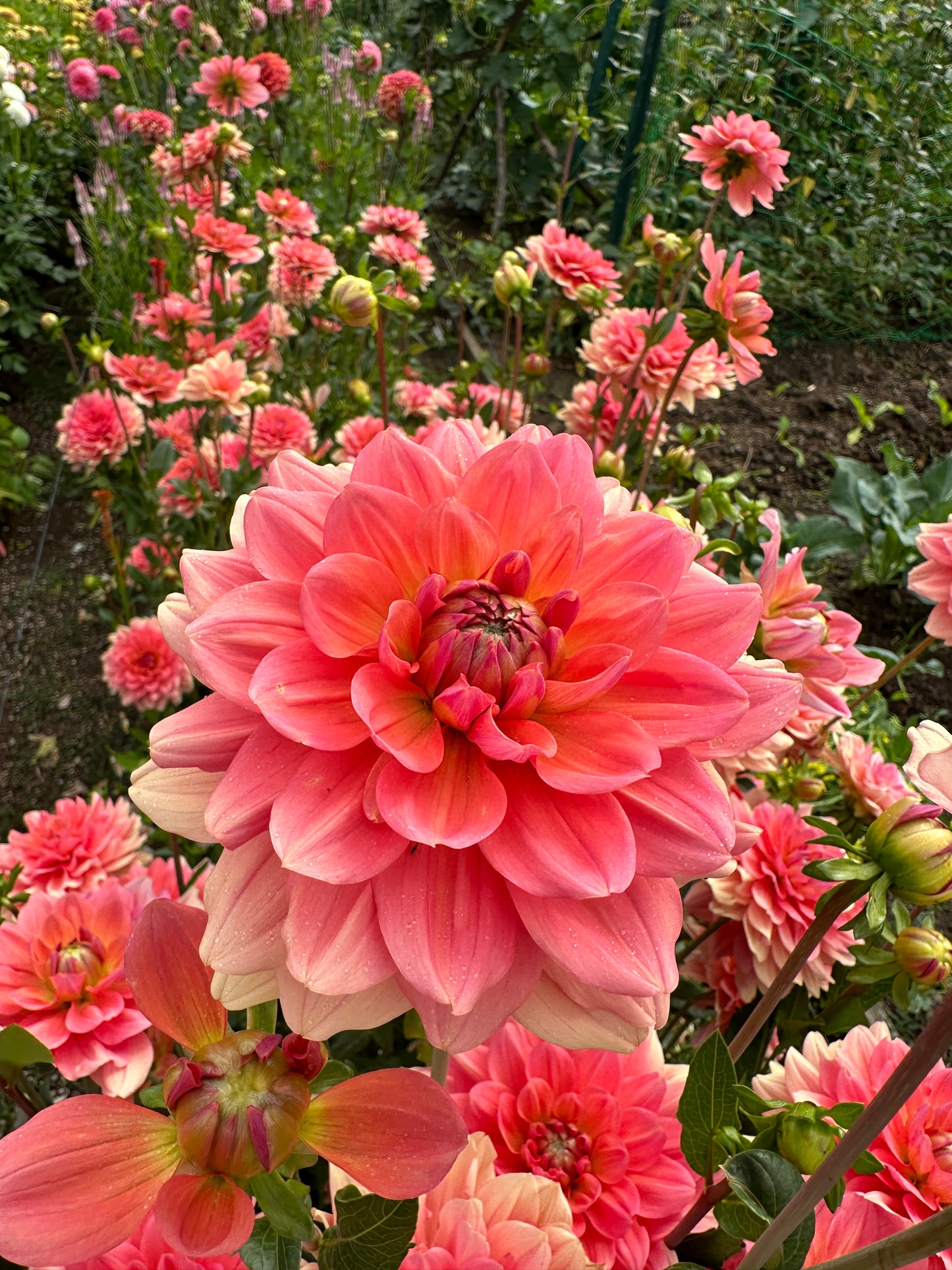 *NEW RELEASE 2026* FFF Peach Kiss - LIMIT 1 per household